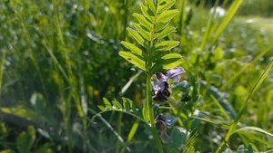 Bombus humilis queen/Vicia sepium 2023