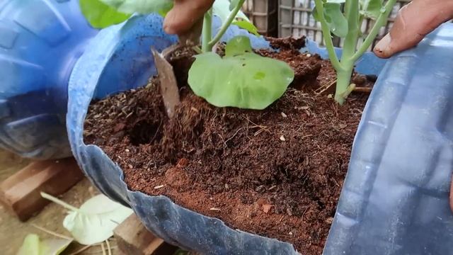 Do you like to eat broccoli? Growing broccoli is very easy at home смотреть онлайн