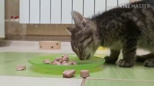 Спасение котят с фермы