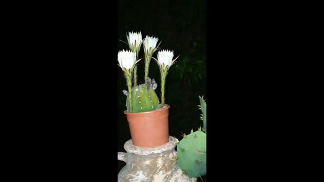 My Echinopsis Subdenudata Cactus in Beautiful Bloom