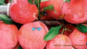 Слива обыкновенная Скороспелка красная ? обзор: как сажать, саженцы сливы Скороспелка красная