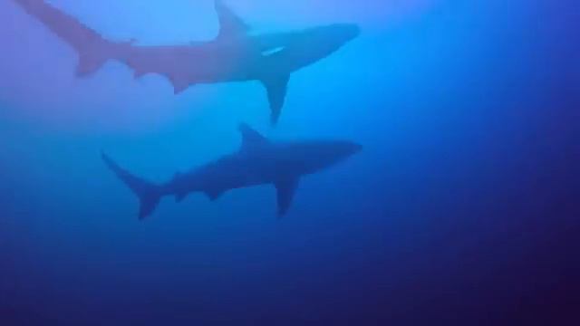 banks смотреть онлайн