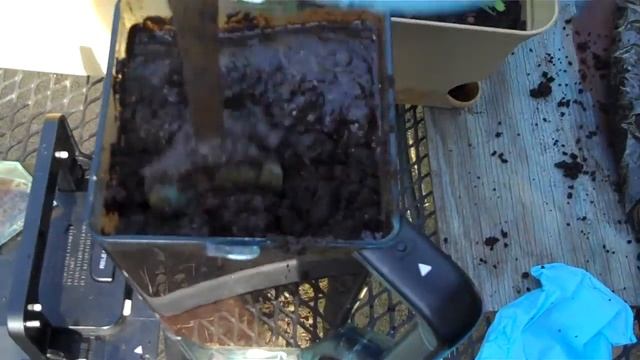 Feeding Redworms in the Spring - BroBryceGardens смотреть онлайн