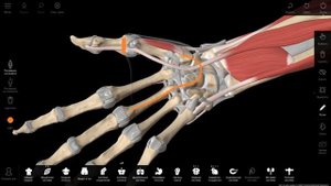 Мышцы кисти