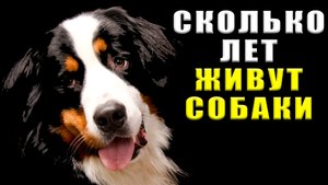 Сколько лет живут собаки