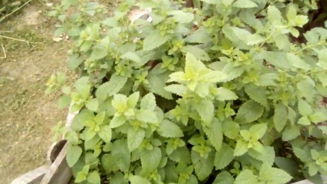 Мобильные грядки. Земляника в три яруса. смотреть онлайн