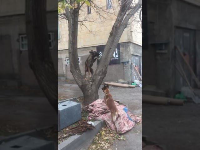 Дерево и малинуа #бельгийскаяовчарка #бельгийскаяовчарка #лесныепрогулки #природа