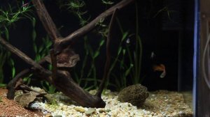 Аквариум 25 литров. Гуппи и креветки.