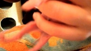 Как накормить новорожденного котенка. Сфинксята, четвёртый день жизни.