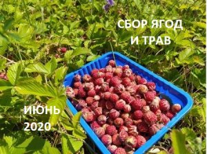 СБОР ЯГОД