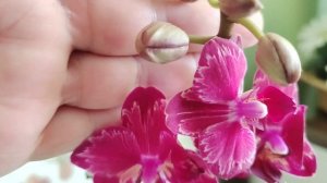 Сегодня праздник у меня.... Орхидея Интрига, давняя мечта орхомана)))