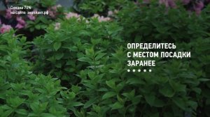 ДЕКОРАТИВНЫЕ КУСТАРНИКИ ? в ЛАНДШАФТНОМ ДИЗАЙНЕ для САДА и ДАЧИ