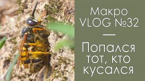 Попался тот, кто кусался / МакроVLOG №32 / Микропланета