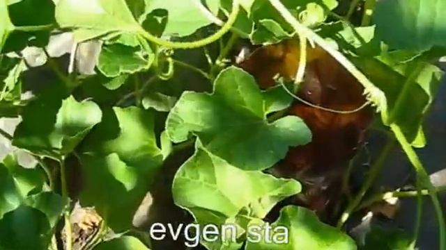 Дыни. Стоит попробовать смотреть онлайн