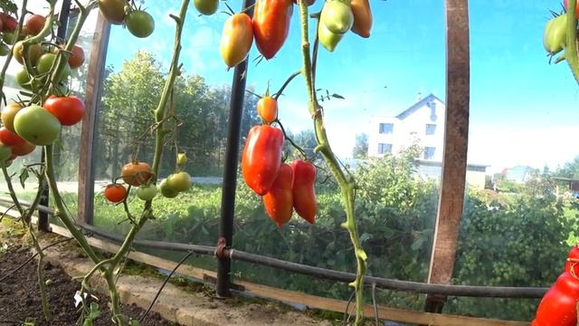 Томаты сортов: Бураккерские любимцы и Корнабель