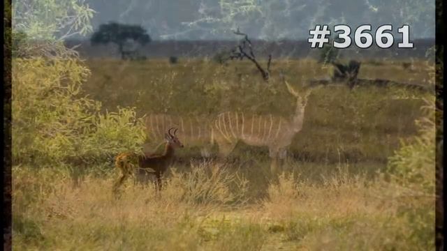 #3661. Антилопы (В мире животных) смотреть онлайн