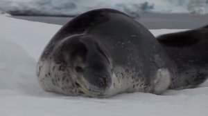 15 Милых Животных, Которые Могут Убить Тебя. Зомби Чез