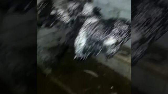 Павлины и Павловские куры. смотреть онлайн