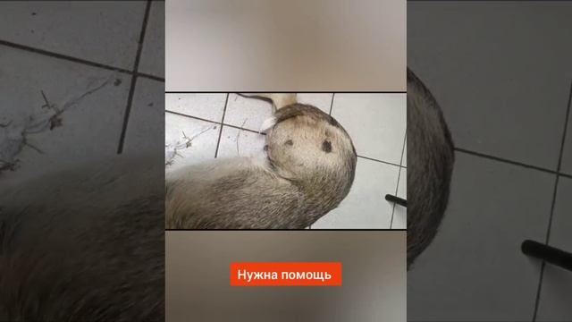 Волгоград.❌❌❌В Волжском сбили щенка. Как всегда помочь некому...