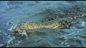 Оцеола. 1971. Индейцы против захватчиков. 1 из 2 частей.