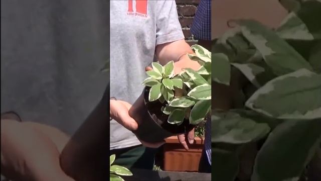 Tuto Jardinage: Comment faire la Culture et division du Lysimachia punctata alexander: vivace