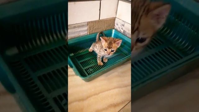 Как правильно ходить в туалет. Бенгальские котята. #bengalcat