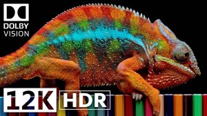 Настоящее HDR 12K 60fFPS Dolby Vision