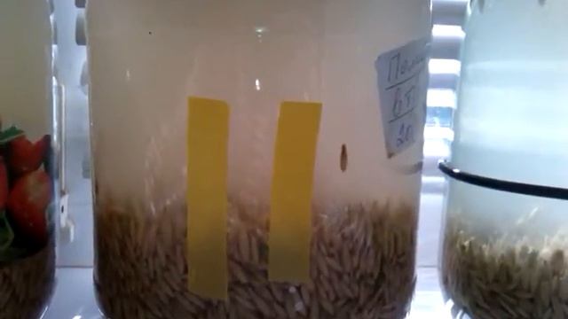 Квас из овса – исконно русский напиток смотреть онлайн