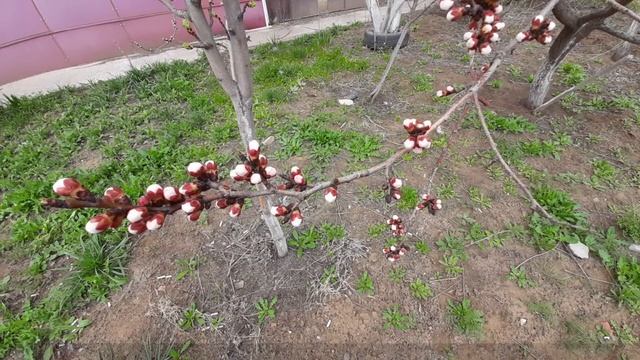 Обсуждение весенних фотографий (1) смотреть онлайн