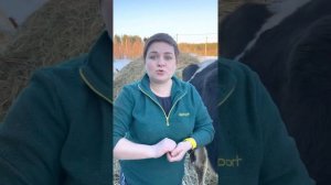 Не на всех коровах действуют признаки стельности