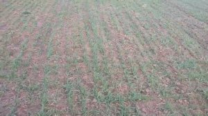 24.10.18 ВРЕДИТЕЛИ, МУХА, на пшенице!!!