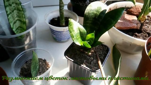 Сансевьера (тещин язык) уход и размножение листовыми пластинами и корнями. смотреть онлайн