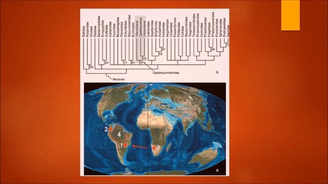 El Enigmático Hoatzin.Biología Animal смотреть онлайн
