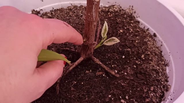 Срезала фикус ? смотреть онлайн