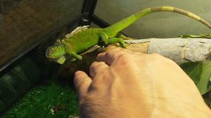 Как игуана бьёт хвостом. Оборонительное поведение игуаны. Обыкновенная игуана в террариуме