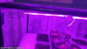 Рассада на стеллаже. Грамотно используем место в квартире