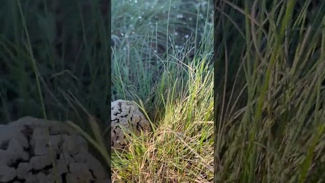 И снова степные сморчки 10.04.23г. смотреть онлайн