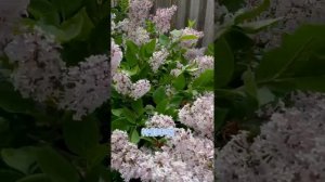 介绍一款适合小庭院栽种的丁香花Dwarf korean lilac “miss Kim”/Lilac