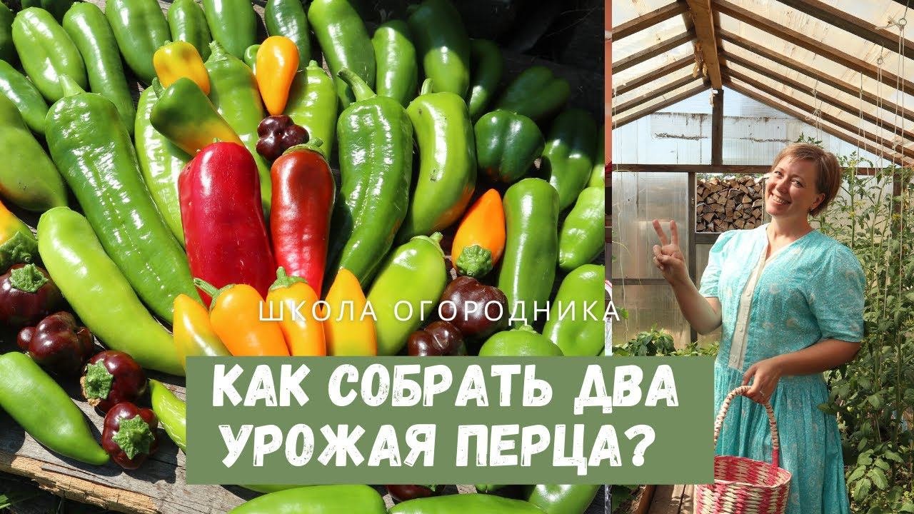 Как заставить перец расти и собрать два урожая перца за сезон?