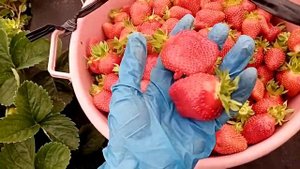 Рассада: клубника #Мурано, #Вивара, #Альбион. Принимаем заявки  на мелкий опт  г. Омск