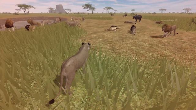 BIGGEST LION PRIDE WAR IN WILD SAVANNAH HISTORY смотреть онлайн