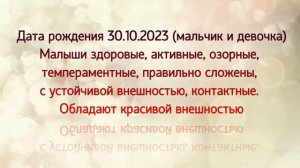 Кавалер Кинг Чарльз спаниель продажа