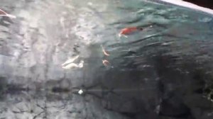 fishes Russia, Рыба бекас, Macrorhamphosus scolopax, Snipefish, Аквариумная рыбка, океанариум спб