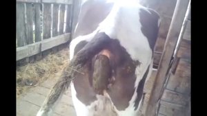 Белорусская корова, ЧТО ТО С НЕЙ НЕ ТАК!!! Корова срет ЖЕСТЬ!!! Cow Shit