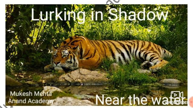 A Tiger In The Zoo | Class-10th | Stanzawise Word-Meanings with pictures & comprehension | Poem - смотреть онлайн