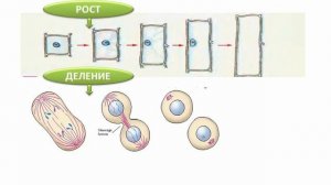 Y2mate.mx-Процессы жизнедеятельности клетки _ Биология 5 класс #7 _ Инфоурок