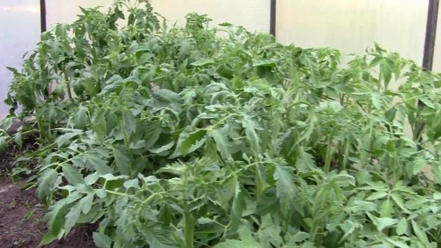 Стоит ли выращивать рассаду огурцов на подоконнике? Обзор пересаженная рассада огурцов месяц спустя смотреть онлайн