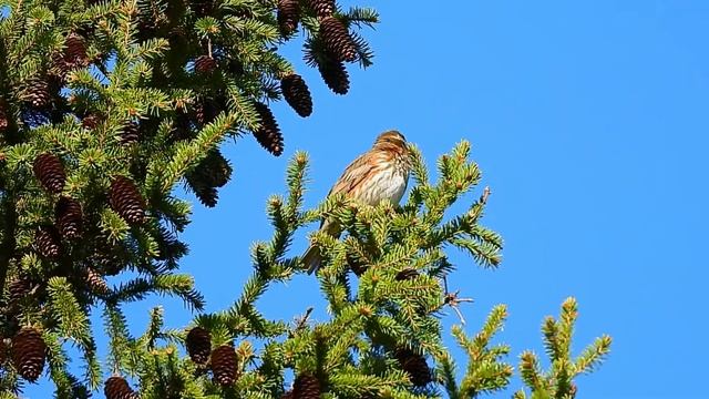 Голос дрозда - белобровика смотреть онлайн