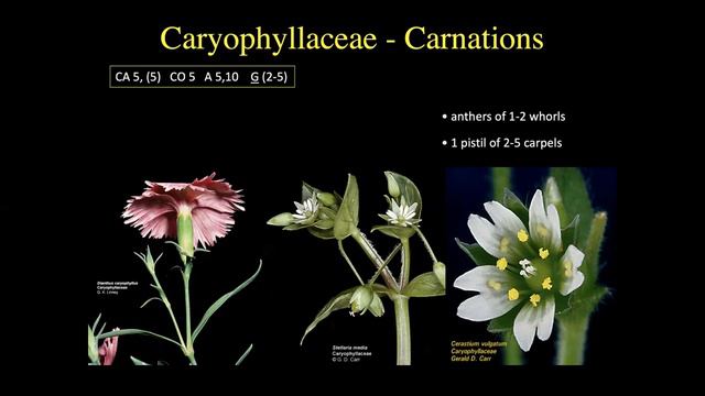 Field Botany: SuperAsterids смотреть онлайн
