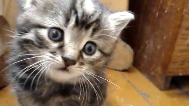 Котёнок. смотреть онлайн